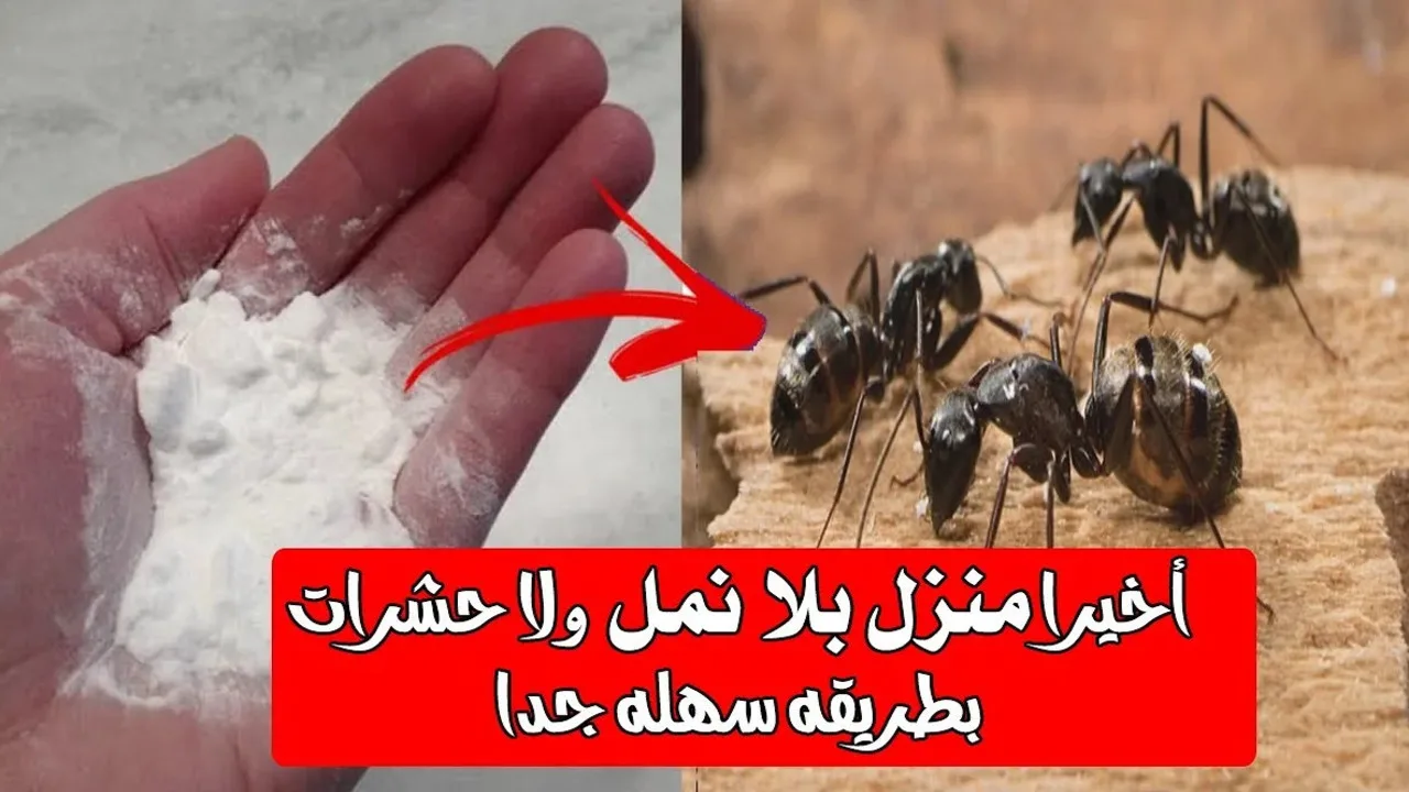 وداعاً للنمل.. طرق فعالة وسريعة للتخلص من النمل نهائياً بدون استخدام مبيدات حشرية