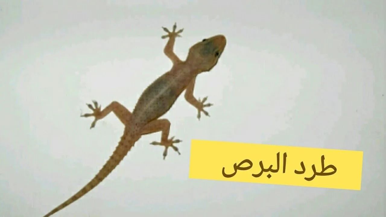 اتخلصي منه بأفضل وأسهل الطرق.. طريقة طرد البرص أو الوزغ من المنزل نهائيًا