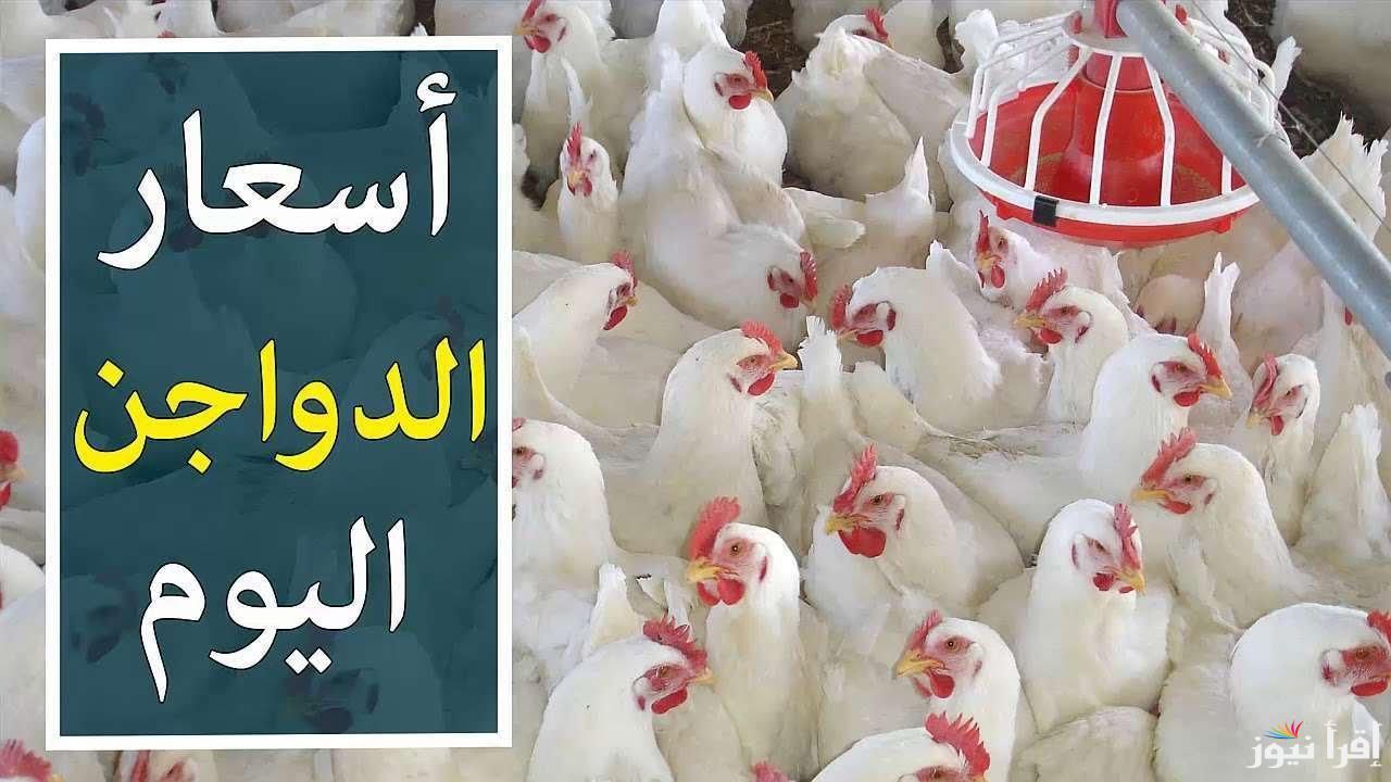 بكام الفراخ يا عم.. سعر الدواجن اليوم السبت الموافق 2-11-2024  وسعر كرتونة البيض